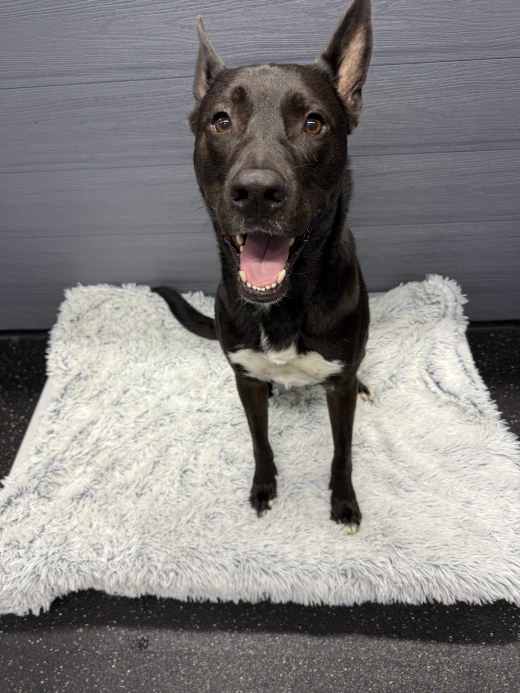 A happy dog during an overnight boarding stay at Cape Club Canine