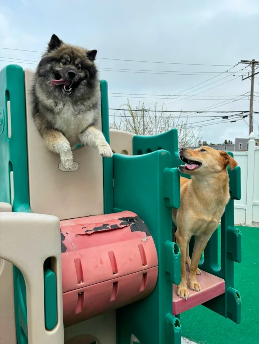 Two dogs playing on a tower during boarding at Cape Club Canine