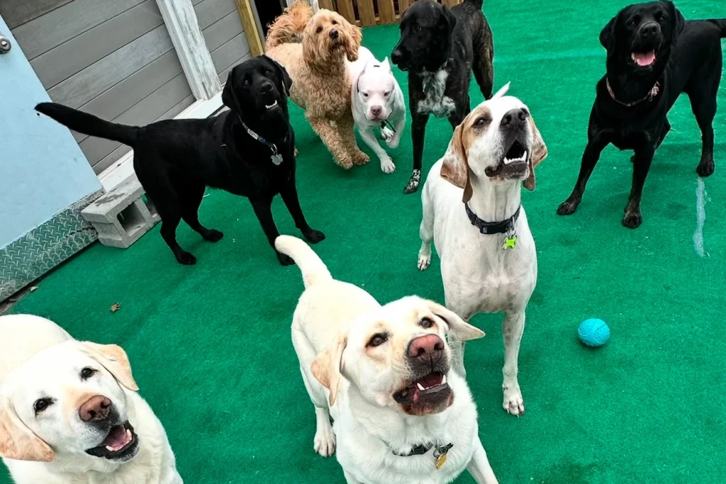 A group of dogs happily playing at doggy daycare with Cape Club Canine in Hyannis