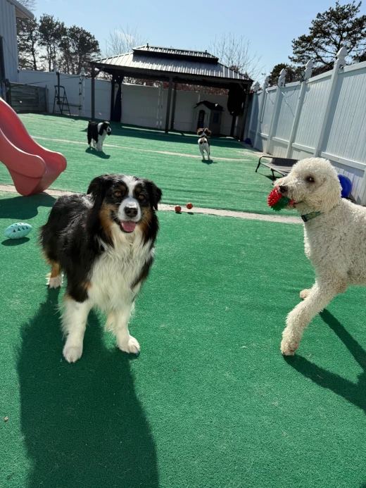 Two dogs happily playing following an initial meet and greet at Cape Club Canine