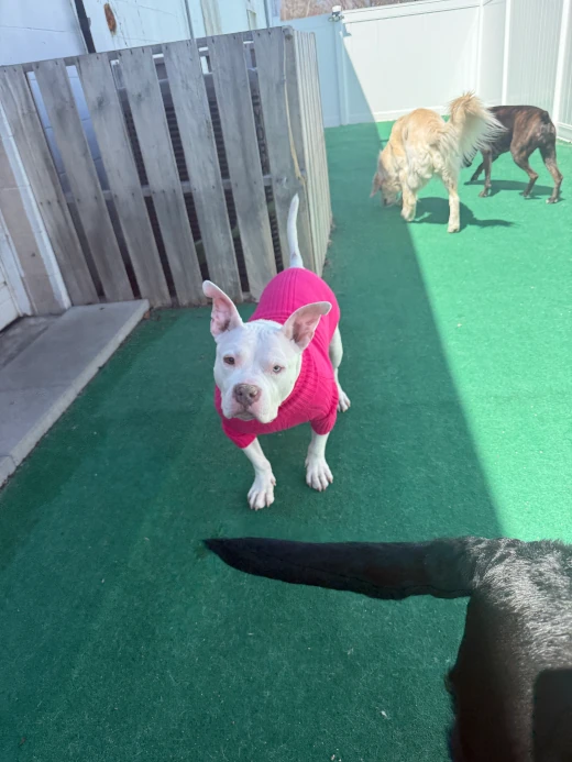A white dog wearing a pink sweater during meet and greet at Cape Club Canine