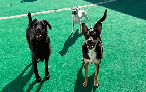 boarding-1 Three dogs boarding at Cape Club Canine playing outside