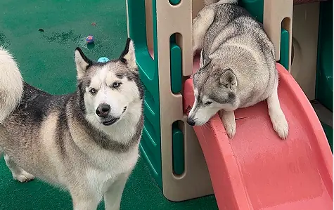daycare-1 Two dogs playing and having fun on a tower at Cape Club Canine